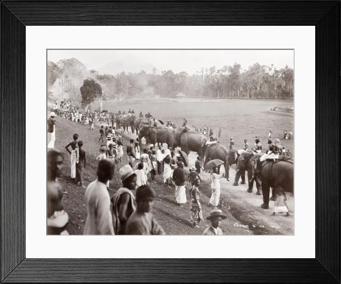 Framed Print : Group of elephants on parade, Ceylon, Sri Lanka