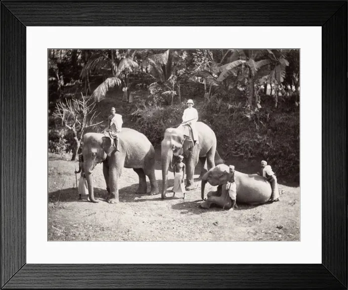 Framed Print : Group of elephants, baby elephant, Ceylon, Sri Lanka Framed Print : Group of elephants, baby elephant, Ceylon, Sri Lanka