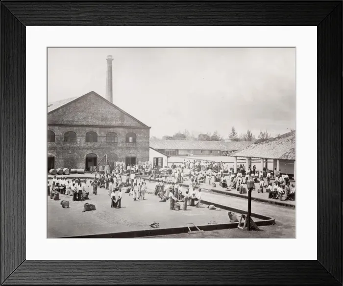 Framed Print : Coffee factory, drying beans, Ceylon, Sri Lanka Framed Print : Coffee factory, drying beans, Ceylon, Sri Lanka
