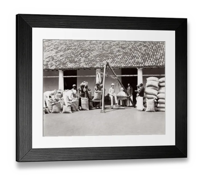 Framed Print : Coffee factory, weighing beans, Ceylon, Sri Lanka Framed Print : Coffee factory, weighing beans, Ceylon, Sri Lanka