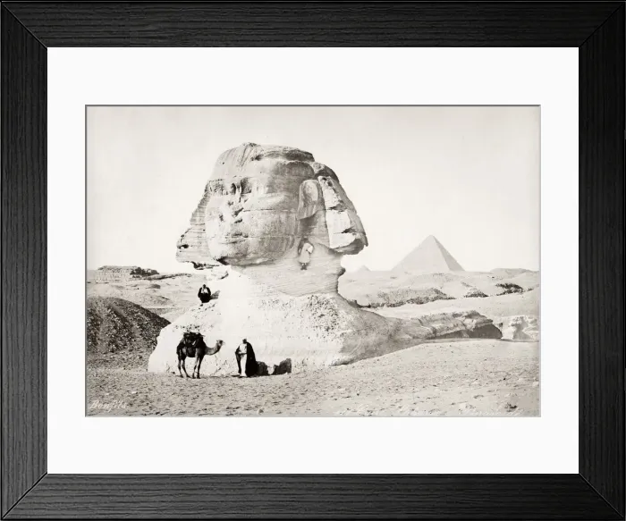 Framed Print : Camel in front of the Sphinx, Egypt, c. 1880 Framed Print : Camel in front of the Sphinx, Egypt, c. 1880