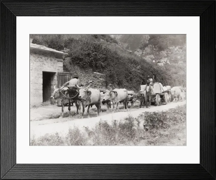 Framed Print : Bullock cart pulling stone from a quarry
