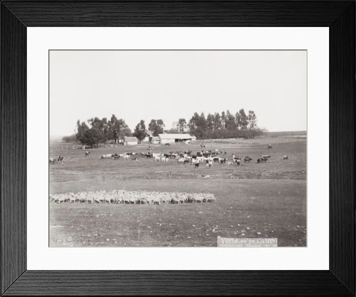 Framed Print : Sheep farm, Argentina Framed Print : Sheep farm, Argentina
