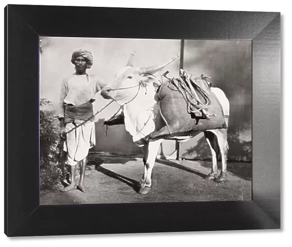 Bhisti, water carrier with his bags on an ox, India