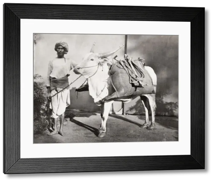 Framed Print : Bhisti, water carrier with his bags on an ox, India Framed Print : Bhisti, water carrier with his bags on an ox, India