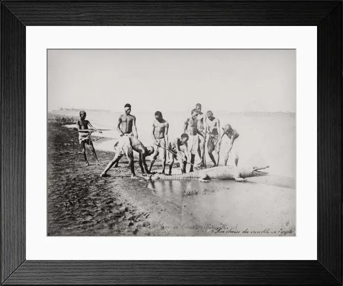 Framed Print : Catching a crocodile on the River Nile, Egypt Framed Print : Catching a crocodile on the River Nile, Egypt