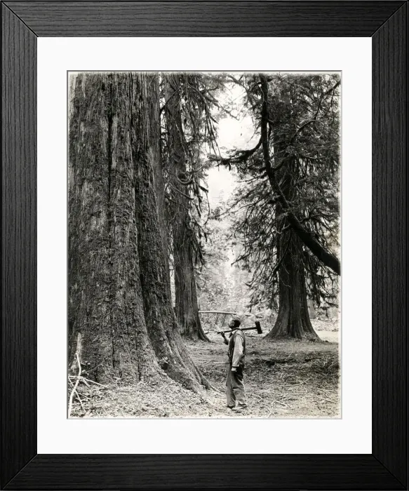 Framed Print : Lumberjack with axe British Columbia, Canada, c. 1920 Framed Print : Lumberjack with axe British Columbia, Canada, c. 1920