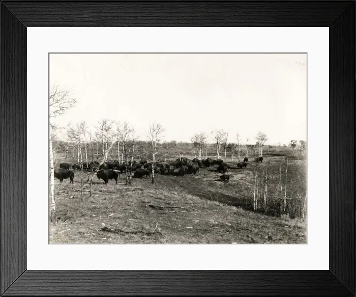 Framed Print : Buffalo herd in Buffalo National Park Canada, c. 1920 Framed Print : Buffalo herd in Buffalo National Park Canada, c. 1920