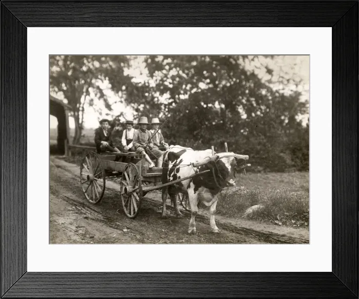 Framed Print : Farming in Canada c. 1920, farm children on an ox cart Framed Print : Farming in Canada c. 1920, farm children on an ox cart