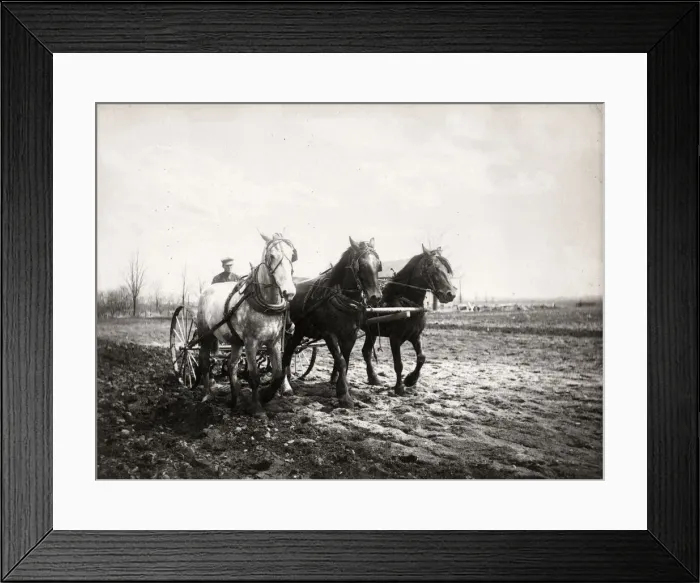 Framed Print : Farming in Canada - a team of horses pulling a harrow, c1920 Framed Print : Farming in Canada - a team of horses pulling a harrow, c1920