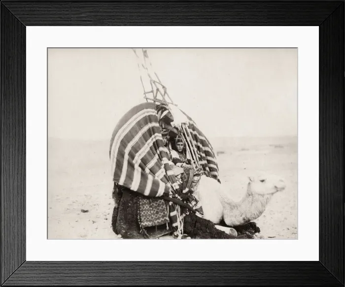 Framed Print : Camel carrying young women, Algeria Framed Print : Camel carrying young women, Algeria