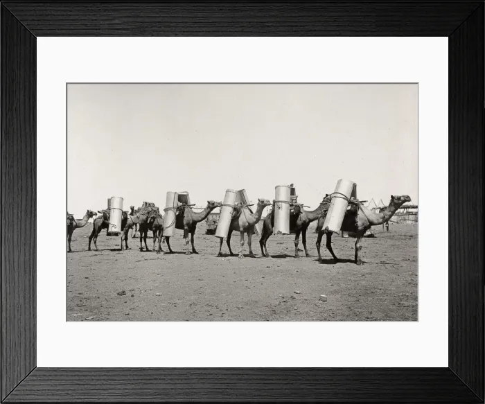 Framed Print : Pack camels for transporting goods, Australia Framed Print : Pack camels for transporting goods, Australia