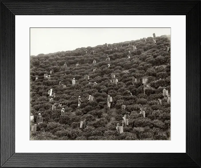 Framed Print : Picking tea, tea plantation, India or Celylon, Sri Lanka Framed Print : Picking tea, tea plantation, India or Celylon, Sri Lanka