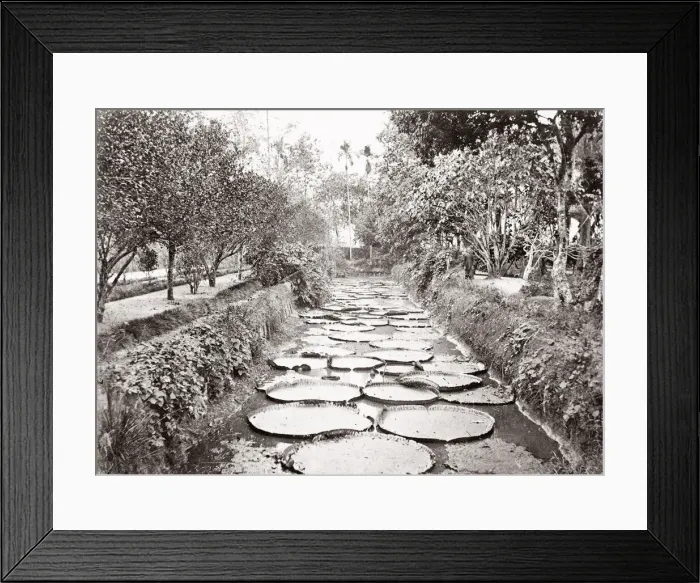 Framed Print : Botanical Gardens, Bogor, Buitenzorg, Java, Indonesia Framed Print : Botanical Gardens, Bogor, Buitenzorg, Java, Indonesia