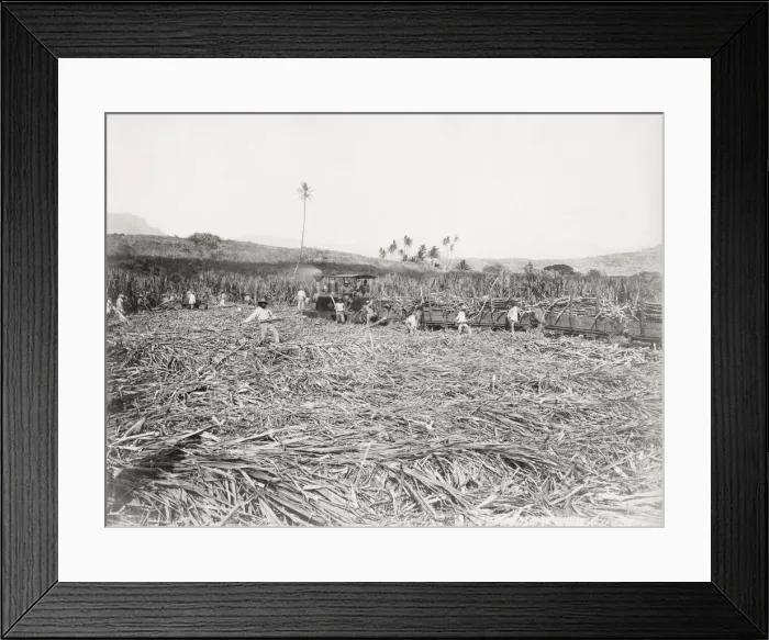 Framed Print : Cutting sugar cane, Barbados, West Indies Framed Print : Cutting sugar cane, Barbados, West Indies