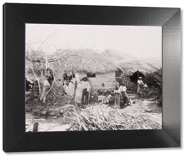 Barbados, West Indies, sugar plantation workers