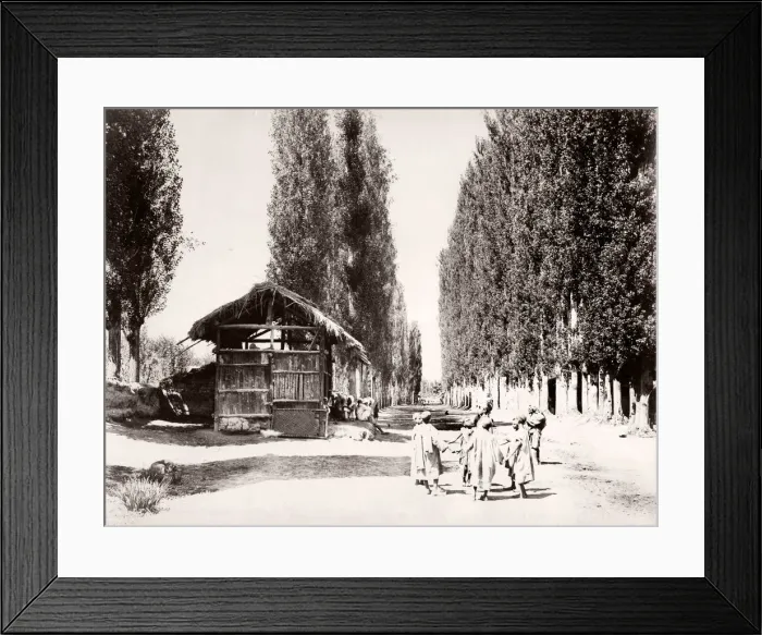 Framed Print : Poplar Avenue near Bambagh, Kashmir Framed Print : Poplar Avenue near Bambagh, Kashmir