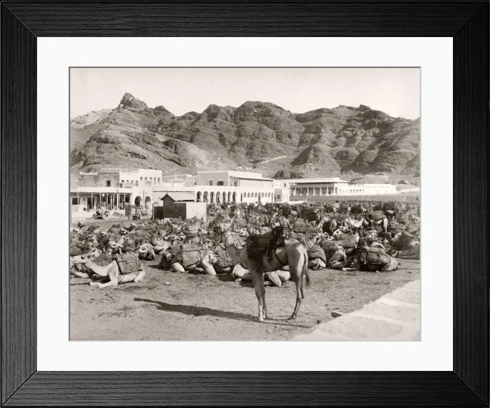 Framed Print : Camel Market, Aden, Yemen Framed Print : Camel Market, Aden, Yemen