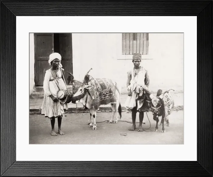 Framed Print : India, musicians and drums, with cow and goat Framed Print : India, musicians and drums, with cow and goat