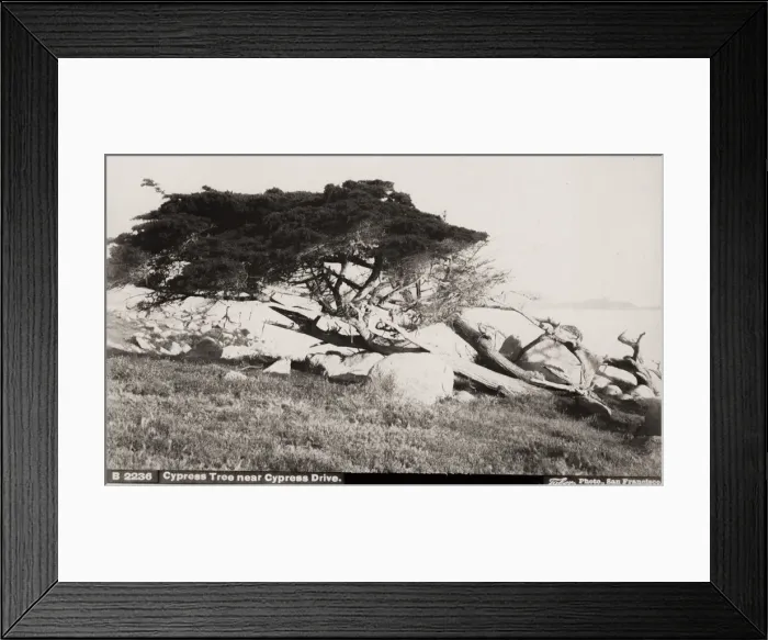 Framed Print : Horizontal cypress tree, Cypress Drice, California, USA Framed Print : Horizontal cypress tree, Cypress Drice, California, USA