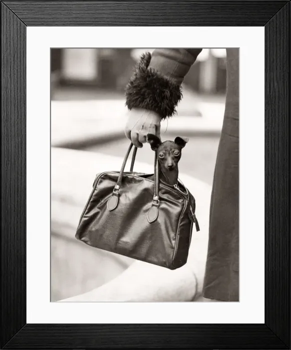 Framed Print : Cute dog being carried in a handbag, London, 1931 Framed Print : Cute dog being carried in a handbag, London, 1931