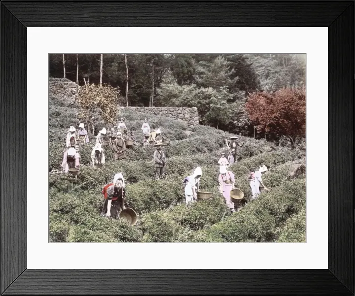 Framed Print : c. 1880s Japan - farm workers picking tea Framed Print : c. 1880s Japan - farm workers picking tea