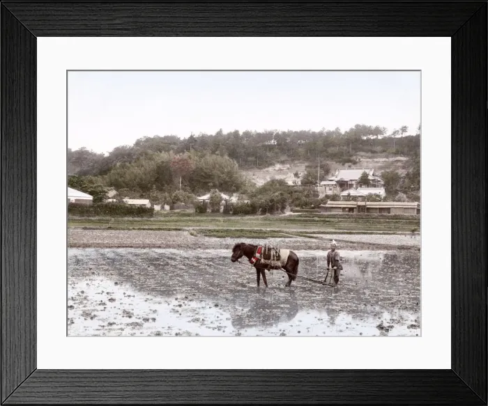 Framed Print : c. 1880s Japan - farmer planting rice Framed Print : c. 1880s Japan - farmer planting rice