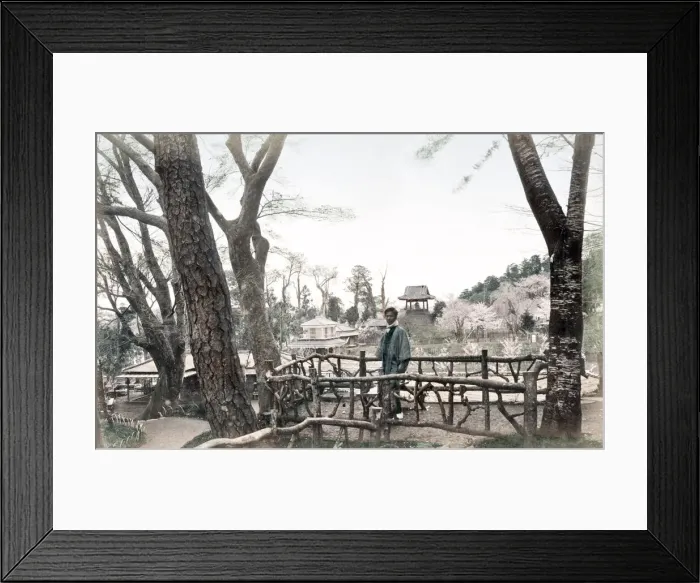 Framed Print : c. 1880s Japan cherry blossom, Uyeno Ueno Tokyo Framed Print : c. 1880s Japan cherry blossom, Uyeno Ueno Tokyo