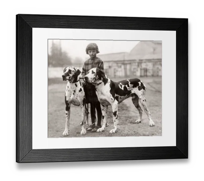 Framed Print : Great Danes at police dog show, White city, London Framed Print : Great Danes at police dog show, White city, London