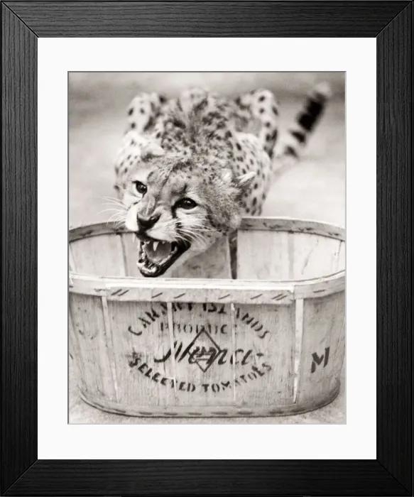 Framed Print : Cheetah in a zoo, eating, England, 1930s Framed Print : Cheetah in a zoo, eating, England, 1930s