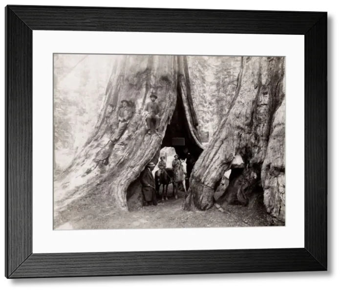 Framed Print : Horses, riders, hollow of big tree, Mariposa Grove, California Framed Print : Horses, riders, hollow of big tree, Mariposa Grove, California