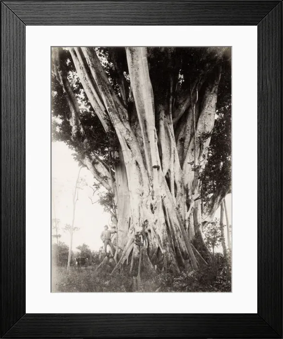 Framed Print : Large fig tree, Queensland, Australia Framed Print : Large fig tree, Queensland, Australia