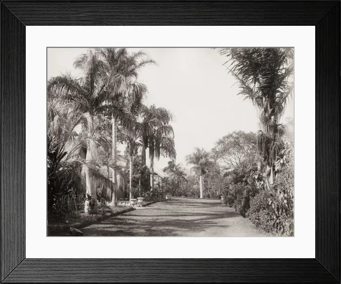 Framed Print : Botanical Gardens, Brisbane, Queensland, Australia Framed Print : Botanical Gardens, Brisbane, Queensland, Australia