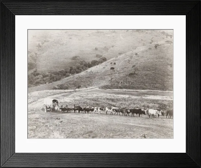 Framed Print : Huge ox drawn wagon train South Africa Framed Print : Huge ox drawn wagon train South Africa