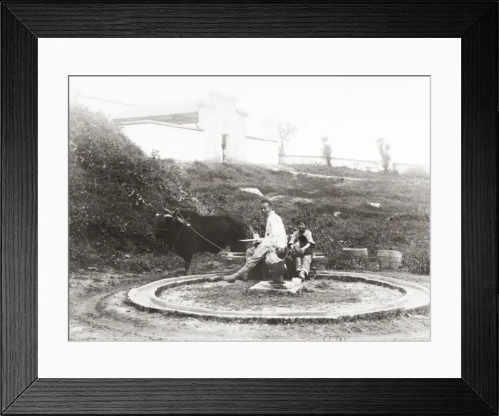 Framed Print : Country life, ox driven milling wheel grinding grain, China Framed Print : Country life, ox driven milling wheel grinding grain, China