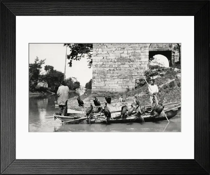 Framed Print : Chinese fisherman, boat with fishing cormorants, China Framed Print : Chinese fisherman, boat with fishing cormorants, China