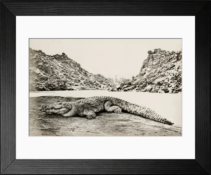 Framed Print : Crocodile on a sandbank, Egypt, by Francis Frith 1857 Framed Print : Crocodile on a sandbank, Egypt, by Francis Frith 1857