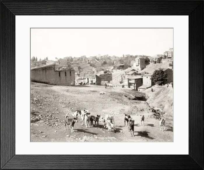 Framed Print : Street dogs, stray dogs, Turkey Framed Print : Street dogs, stray dogs, Turkey