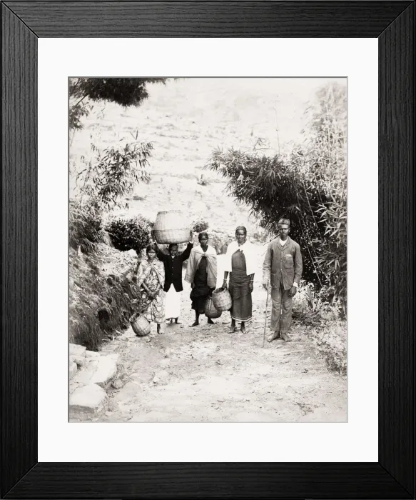 Framed Print : Plantation workers on an Indian tea estate Framed Print : Plantation workers on an Indian tea estate