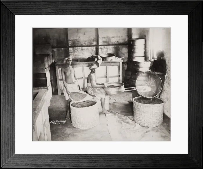 Framed Print : Workers in a tea factory on a plantation, India Framed Print : Workers in a tea factory on a plantation, India