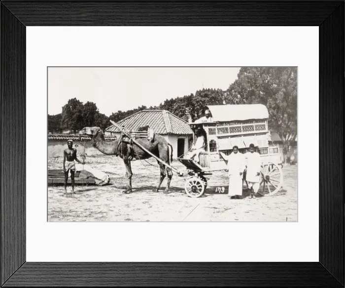 Framed Print : Camel cart or carriage, India Framed Print : Camel cart or carriage, India
