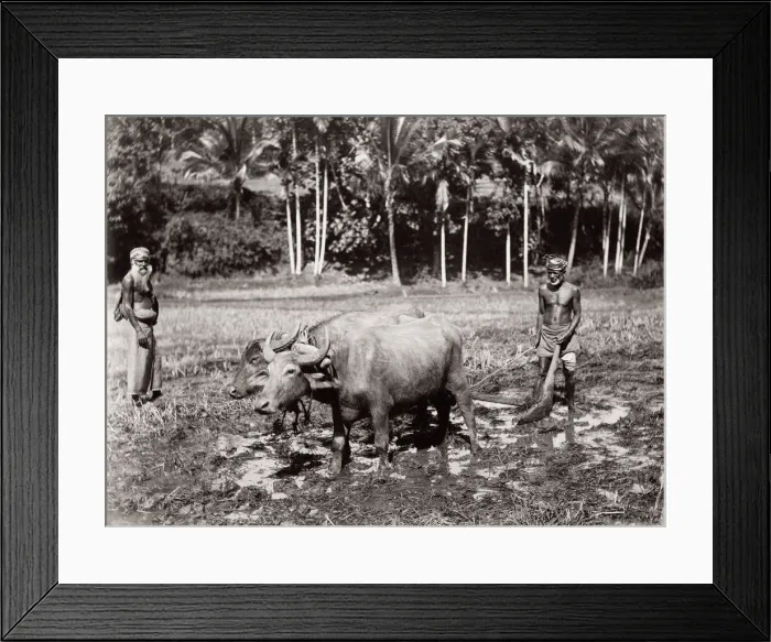 Framed Print : Ploughing a field with oxen, India or Ceylon, Sri Lanka Framed Print : Ploughing a field with oxen, India or Ceylon, Sri Lanka