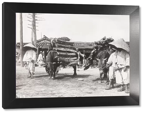 Oxen transporting wood, Korea, c. 1910