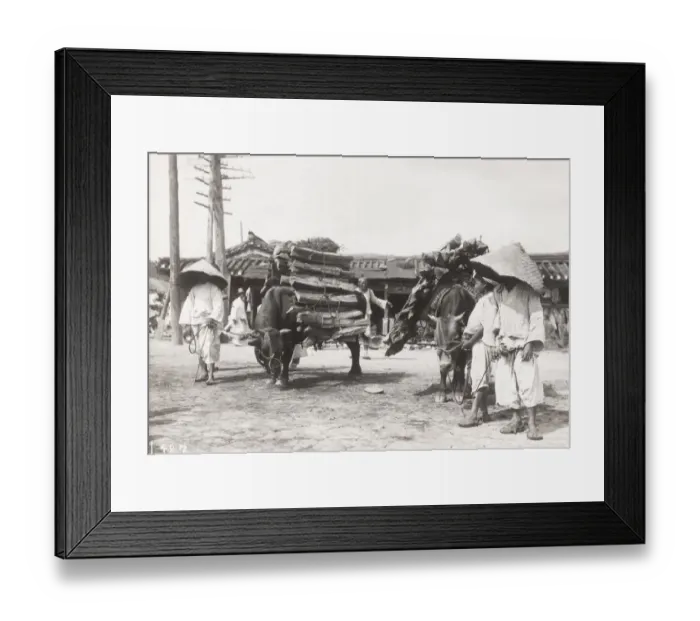 Framed Print : Oxen transporting wood, Korea, c. 1910 Framed Print : Oxen transporting wood, Korea, c. 1910
