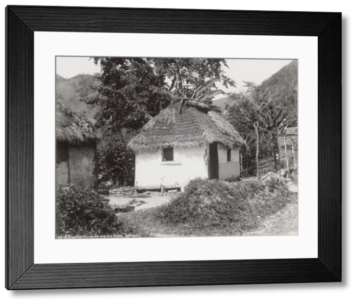 Framed Print : Small thatched house on the Rio Cobre, Jamaica, West Indies Framed Print : Small thatched house on the Rio Cobre, Jamaica, West Indies