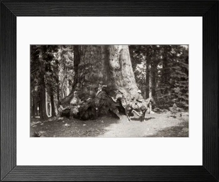 Framed Print : The Grizzly Giant, Yosemite National Park, USA, c. 1880 s Framed Print : The Grizzly Giant, Yosemite National Park, USA, c. 1880 s