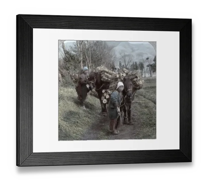 Framed Print : Horses carrying wood, Japan, c. 1904 Framed Print : Horses carrying wood, Japan, c. 1904