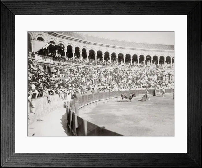 Framed Print : c. 1880s - Sapin bull fighting Framed Print : c. 1880s - Sapin bull fighting