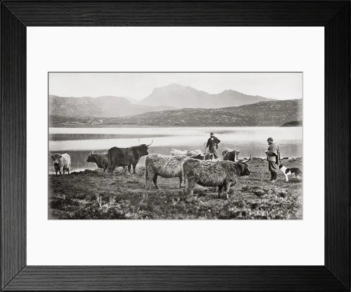 Framed Print : c. 1880s Scotland - farmer and Highland cattle Framed Print : c. 1880s Scotland - farmer and Highland cattle