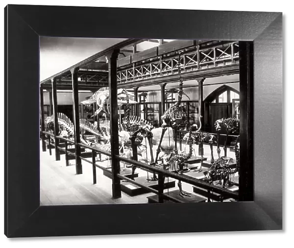 c. 1880s - New Zealand - dinosaur (?) skeletons in Christchurch museum